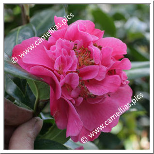 Camellia Hybrid C.x williamsii 'Senorita'