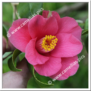 Camellia Japonica 'Sept Bonheurs'