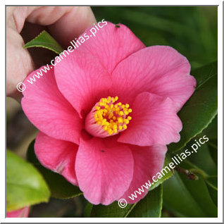 Camellia Japonica 'Sept Bonheurs'