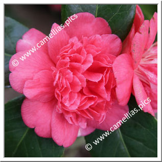 Camellia Japonica 'Sericea'