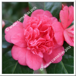 Camellia Japonica 'Sericea'