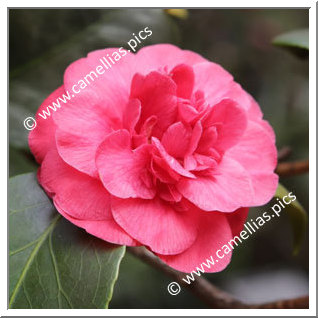 Camellia Japonica 'Sericea'