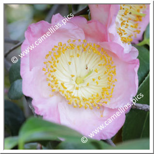 Camellia Camellia Japonica de Higo 'Seto-egao'