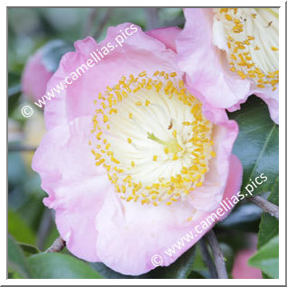 Camellia Higo Camellias 'Seto-egao'