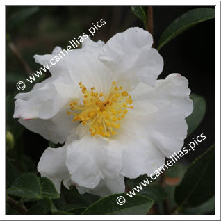 Camellia Sasanqua 'Setsugekka'