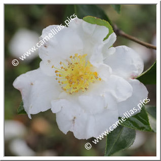 Camellia Sasanqua 'Setsugekka'