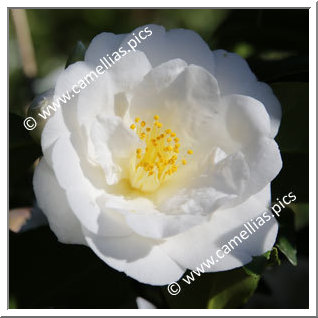 Camellia Japonica 'Sévria '