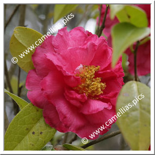 Camellia Hybrid C.reticulata  'Shanghai Lady'