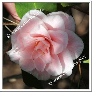 Camellia Japonica 'Betty Sheffield Blush'