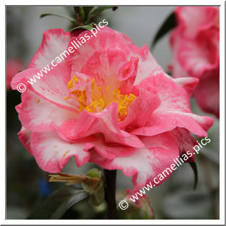 Camellia Japonica 'Betty Sheffield Supreme'