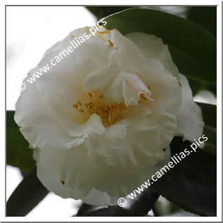 Camellia Japonica 'Betty Sheffield White'