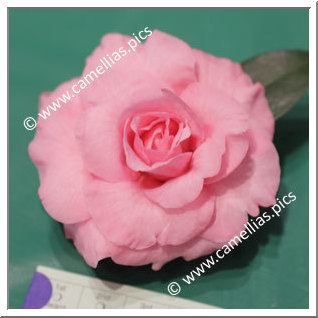 Camellia Hybrid C.reticulata  'Shelter Cove'