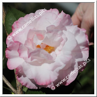 Camellia Hybrid C.reticulata  'Shengjie'