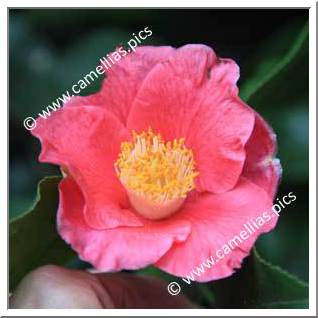 Camellia Japonica 'Sheridan'