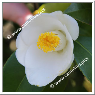 Camellia Japonica 'Sesshû'