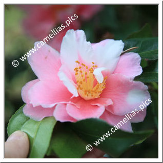 Camellia Sasanqua 'Shibori-egao'