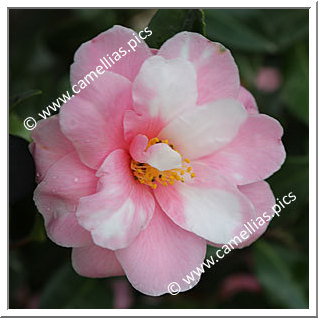 Camellia Sasanqua 'Shibori-egao'