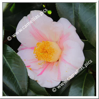 Camellia Japonica 'Shibori-fuku-musume'