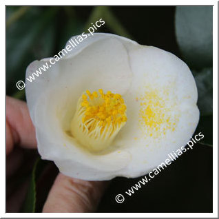 Camellia Japonica 'Saga-hatsuarashi'
