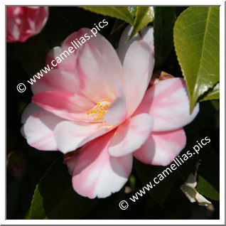 Camellia Hybride 'Shibori-renge'