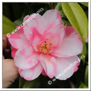 Camellia Hybrid 'Shibori-renge'