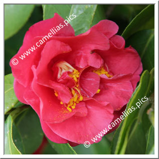 Camellia Japonica 'Shikainamibeni'