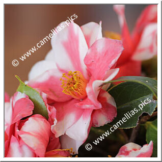 Camellia Japonica 'Shimachidori'