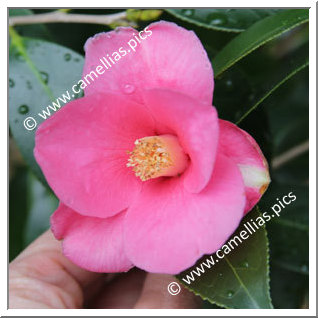 Camellia Japonica 'Shimofusa-wabisuke'