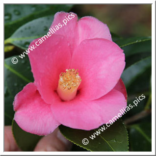 Camellia Japonica 'Shimofusa-wabisuke'