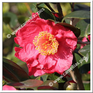 Camellia Higo Camellias 'Shintsukasa'