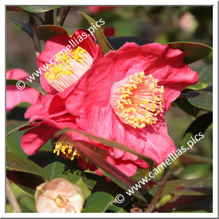 Camellia Higo Camellias 'Shintsukasa'