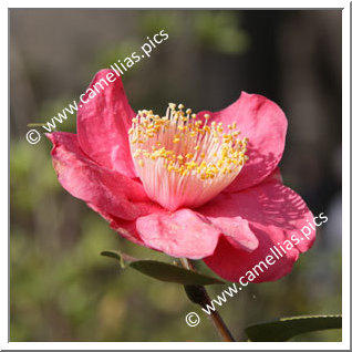 Camellia Higo Camellias 'Shintsukasa'