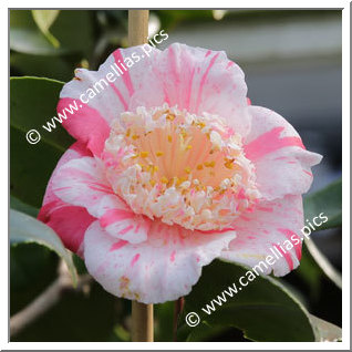 Camellia Higo Camellias 'Shintsukasa-nishiki'