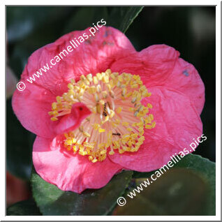 Camellia Camellia Japonica de Higo 'Shiranui'