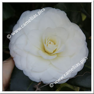 Camellia Japonica 'Shiratama-hôshu'