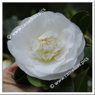 Camellia Japonica 'Shiro Chan'