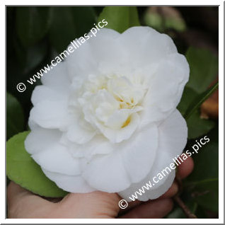 Camellia Japonica 'Shiro Chan'