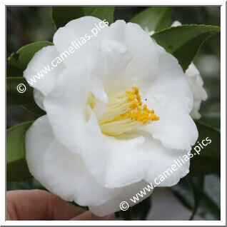 Camellia Japonica 'Shiro-hagoromo'