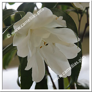 Camellia Japonica 'Shiro-kujaku'