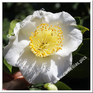 Camellia Higo Camellias 'Shiro-osaraku'