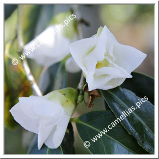 Camellia Wabisuke 'Shiro-wabisuke'