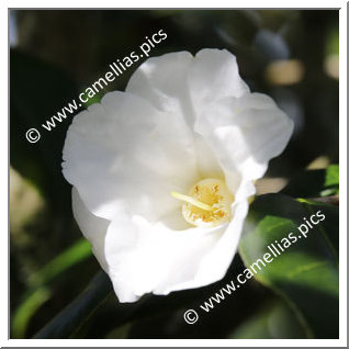 Camellia Wabisuke 'Shiro-wabisuke'