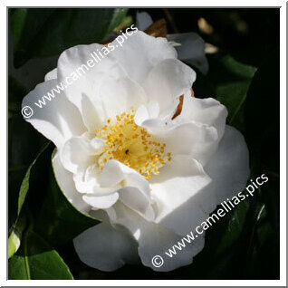 Camellia Japonica 'Shirobotan'