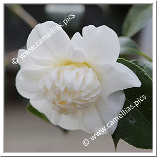 Camellia Japonica 'Shirokarako'