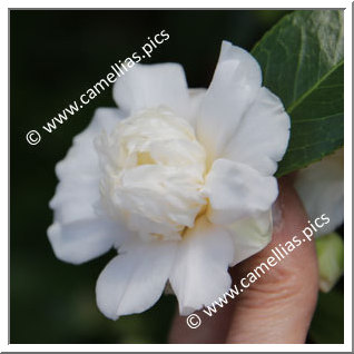 Camellia Japonica 'Shirokarako'
