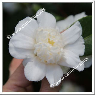 Camellia Japonica 'Shirokarako'