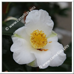 Camellia Japonica 'Shirokingyoba-tsubaki'