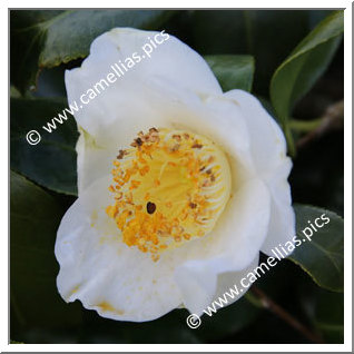 Camellia Japonica 'Shirokingyoba-tsubaki'