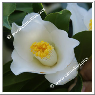 Camellia Japonica 'Shirosakasa-fuji'