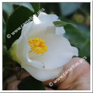 Camellia Japonica 'Shirosakasa-fuji'